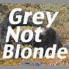 Click image for larger version

Name:	Grey Not Blonde.jpg
Views:	50
Size:	97.1 KB
ID:	16857