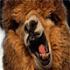 nopicks4me's Avatar