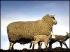 ilovesheep808's Avatar