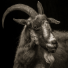 deathofasalesman's Avatar