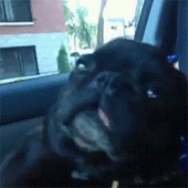 the girl next door 2007 hindi dubbed movie work best